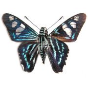 Phocides belus
